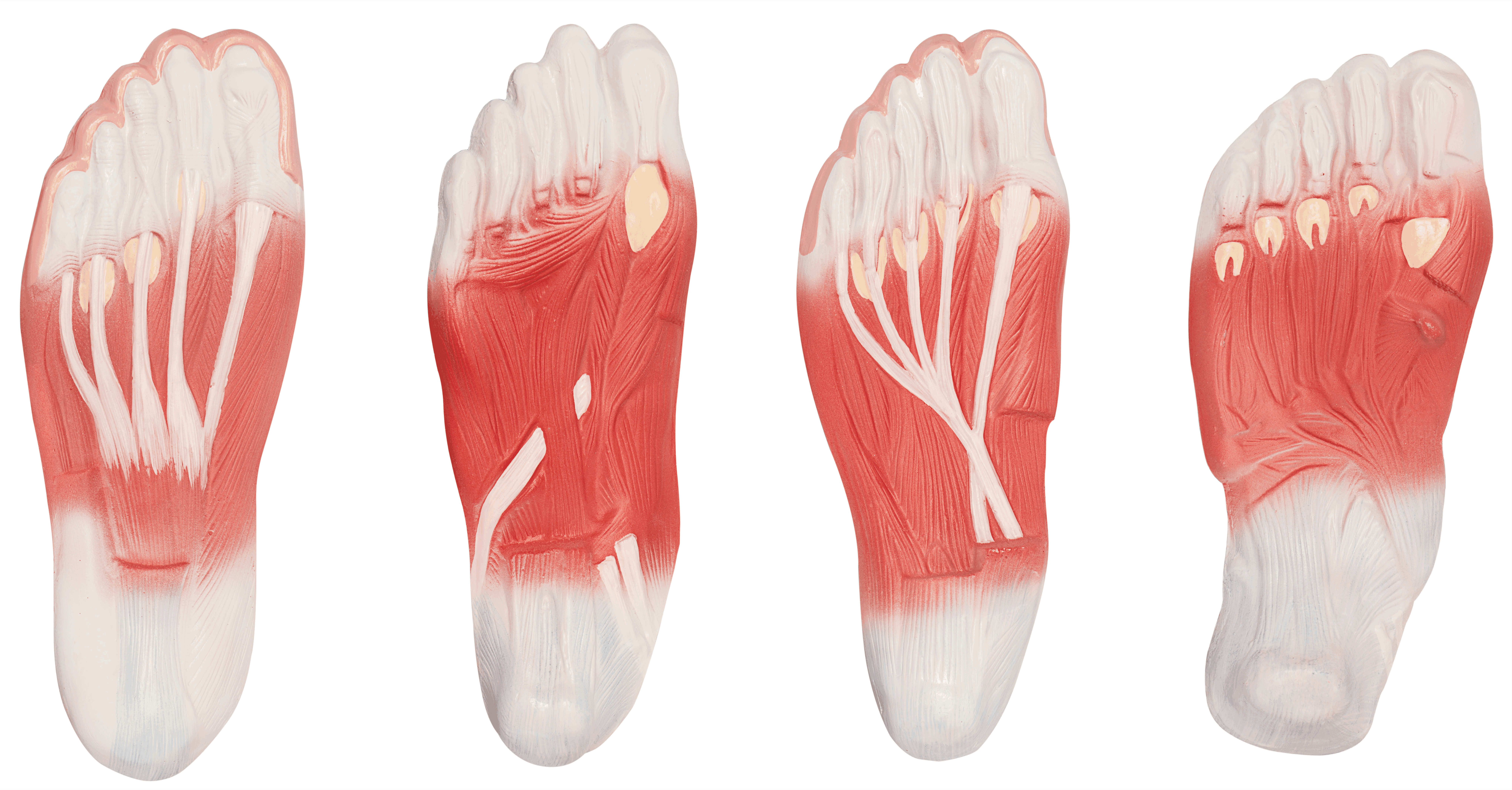 足底解剖模型